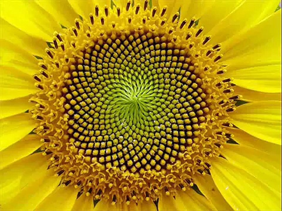 Jeffrey Grupp - Zen Flower Radio