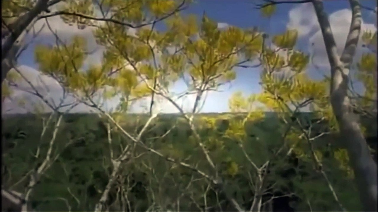 Watch The Jaguar National Geographic Discovery Channel History Channel