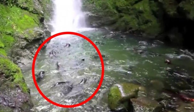 Parece um rio cheio de peixes... Mas quando vires de perto... UAU! Mas o que é isto!