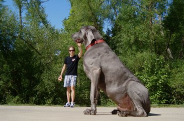 Top 10 Largest Dog Breeds in the World