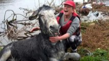 'Smiling' donkey rescued from Ireland floods