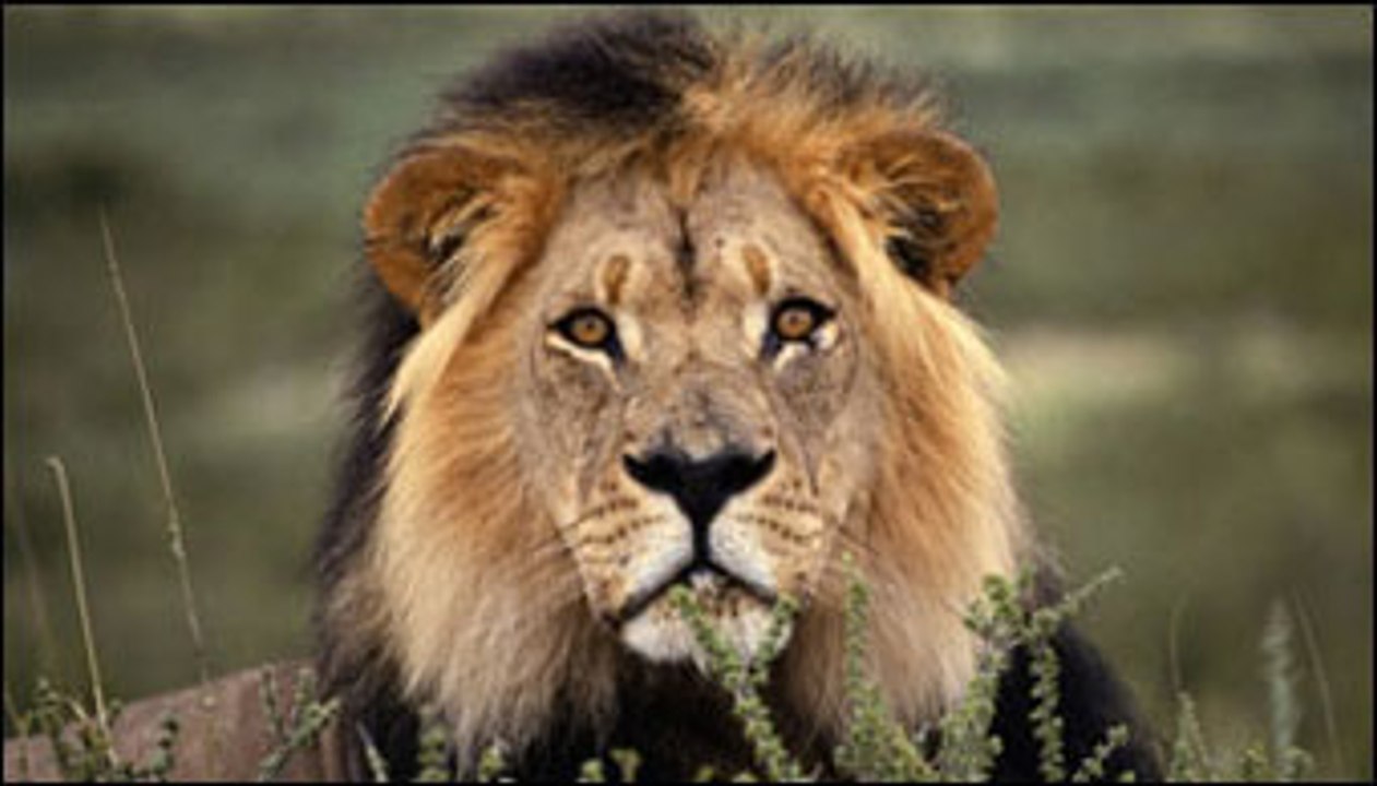 Lions Most Powerful and Dangerous Attack on other Animals   Best Wild Animal Videos