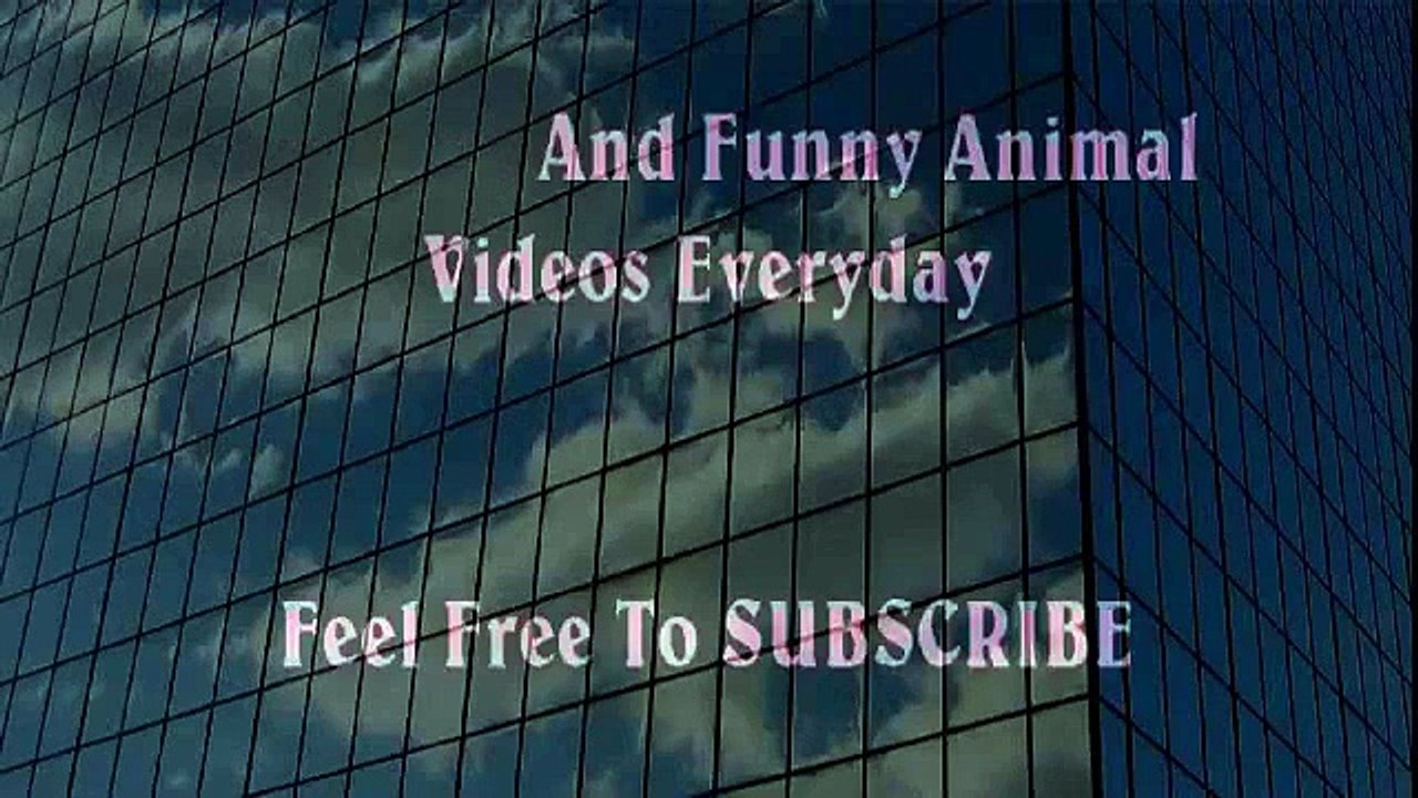 Man VS Donkey Best Wild Animal Lions Most Powerful and Dangerous Attack on other Animals Videos   Animal Attacks And Loves when animals attack