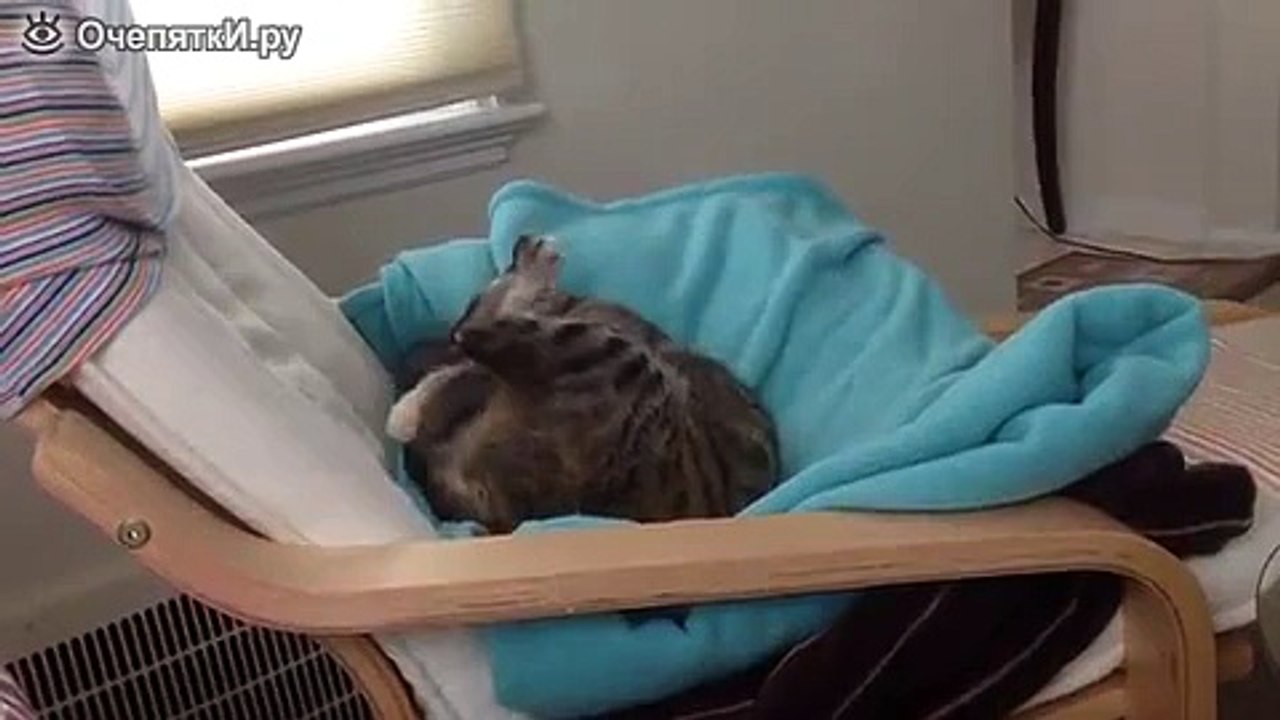 Хвост играет с котом. ИГРУШКА ДЛЯ КОТЕНКА)))