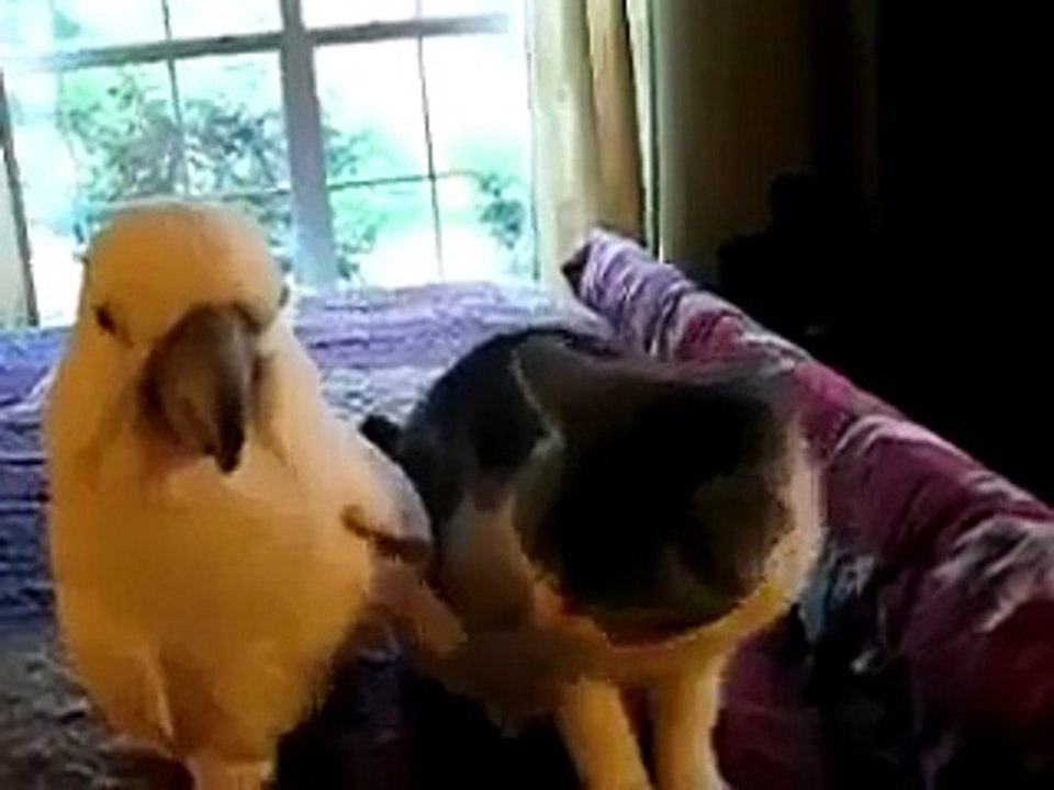 gato e o papagaio