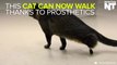 Cat Walks For The First Time Thanks To New Prosthetic Legs