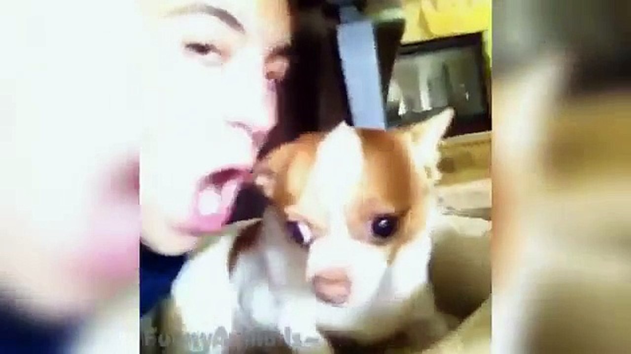 Funny Animal Vine Compilation 2015