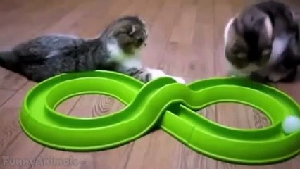 Funny Cats Compilation 60 min - NEW in HD 2014