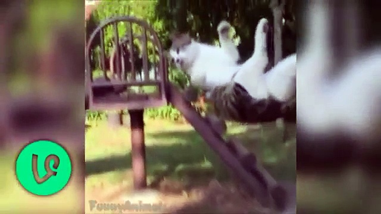 Ultimate cat vines compilation - Funny cats compilation