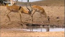Wild Animal CROCODILE A FIERCE ATTACK deer Safari2 NEW@croos  South Africa Lion vs Giraffe _ Wild Attack Animals_Man VS Donkey Best Wild Animal Lions