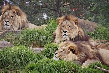Wild Animal lions Couple Attacked  Buffalo Safari2 NEW@croos Animal  HYENAS VS LIONS LIVE   ENEMY ATTACKS TWO REAL WILD wild NEW funny attack