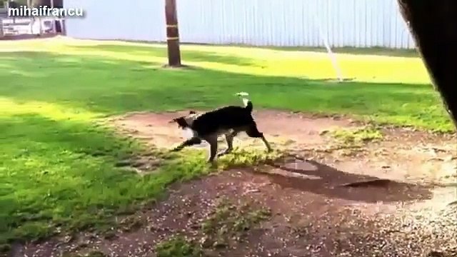 Funny Dogs Chasing Their Tails Compilation 2014 __ BMR Media