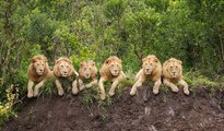 Wild Animal lions Couple Attacked Buffalo Safari2 NEW@croos Wild Animal Fights 2015 -  Tiger vs Lion - Who is the real King_ _ HD_