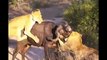 Amazing Shark Attack on Giant Whale_ Hundreds of Sharks_ Wild Animal Attacks  Wild Animals Trying to Attack on Baby Wild Animal lions Couple Attacked Buffalo Safari2 NEW@Wild Animal lions  Amazing.. Lion vs Buffalo Headbutts Into the Air!!_(1080p)
