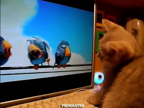 Котенок смотрит мультик про птичек. Такой смешной!!!