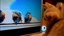 Котенок смотрит мультик про птичек. Такой смешной!!!