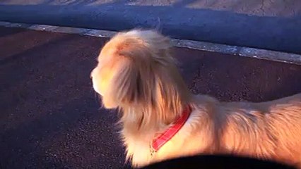 This dog thinks he's an ambulance
