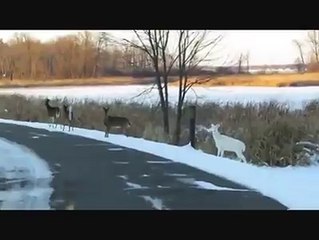 Animals blocking the road