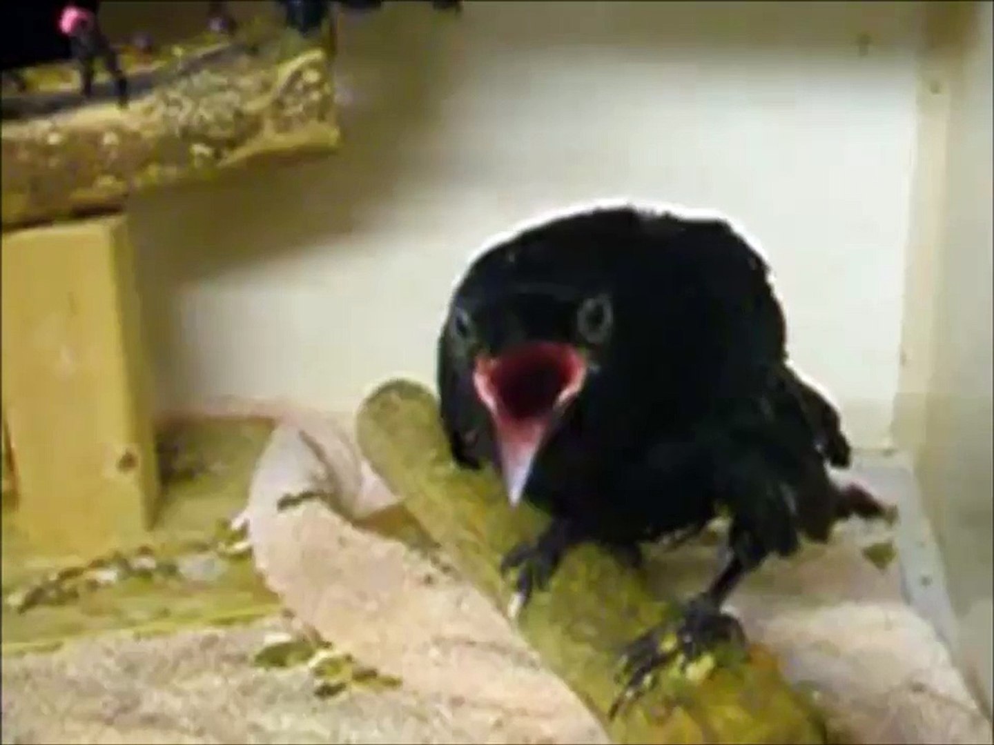 Un Bebe Corbeau Leche Le Doigt De Son Maitre Trop Mignon Video Dailymotion