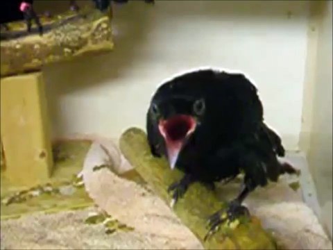 Un bébé corbeau leche le doigt de son maitre... Trop mignon