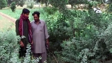 Shetaan On looteray New Tezabi Totay