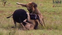 Ataques de animales salvajes - Wild Animal Attacks Animal Fights - Best Wild Animal Fights  Lion Attack Compilation New!!!   [Full HD]