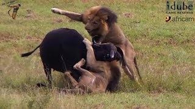 Ataques de animales salvajes - Wild Animal Attacks Animal Fights - Best Wild Animal Fights Lion Attack Compilation New!!! [Full HD]
