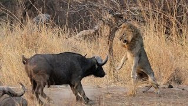 Full length BBC documentary Top 5 Wild Animal Attacks Animal Fights - Best Wild Animal Fights Lion Attack Compilation New!!! [Full HD]HD