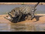Lions DEADLY ATTACK on ANIMALS - Lions fighting to death Wild Wild Animal Fights 2015 -  Tiger vs Lion - Who is the real King_ _ HD_HQ