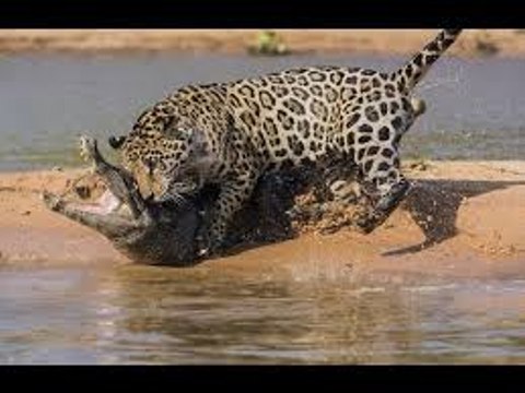 Lions DEADLY ATTACK on ANIMALS - Lions fighting to death Wild Wild Animal Fights 2015 - Tiger vs Lion - Who is the real King_ _ HD_HQ