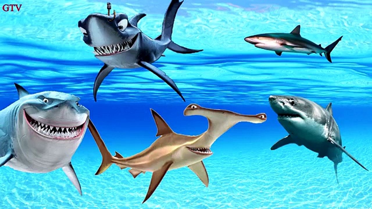 Finger Family Shark Family Nursery Rhyme - Animal Finger Family - Fish Finger Family for children