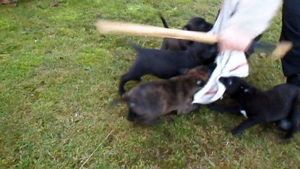 Chiots Chito Kibo's X Eko des fonds de gueule