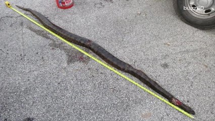 9-foot green anaconda captured and killed in Florida