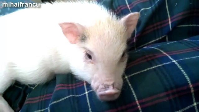 Adorable Animals Enjoying A Belly Rub Compilation 2014 [NEW]