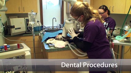 Welcome to D'Adamo Veterinary Hospital