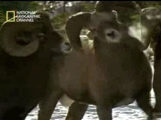 Carneros Compitiendo