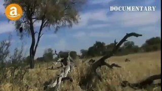 Lions Documentary - Hyenas Attack and Eat Lion - Documentaries Films