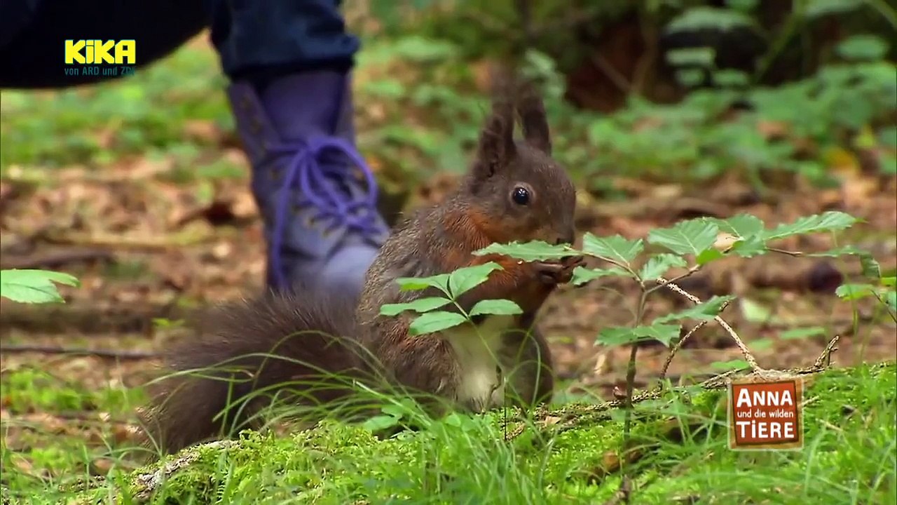 Anna und die wilden Tiere - Nüsse für die Eichhörnchen