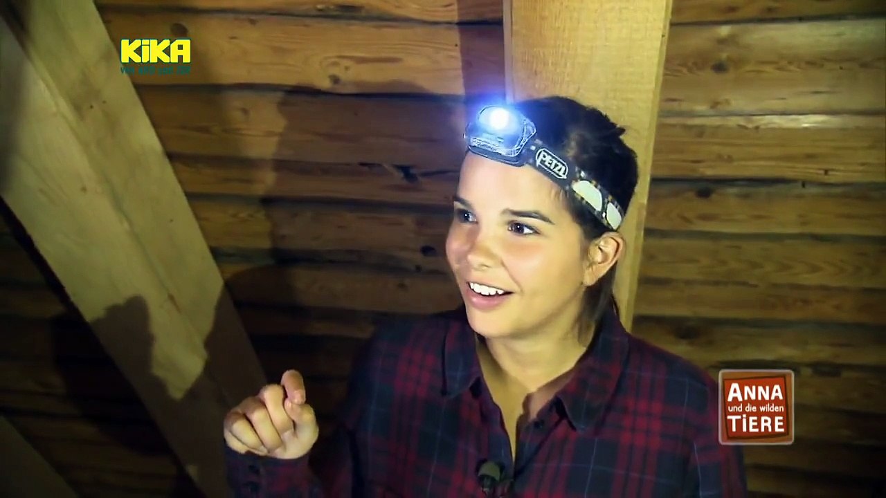 Anna und die wilden tiere - mausohr, abendsegler und andere fledermäuse