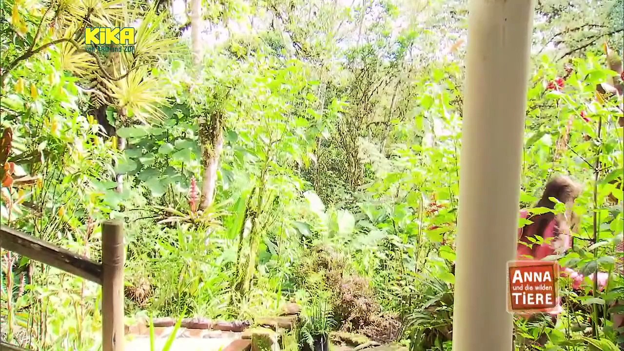 Anna und die wilden Tiere - Kolibris, die Meisterflieger