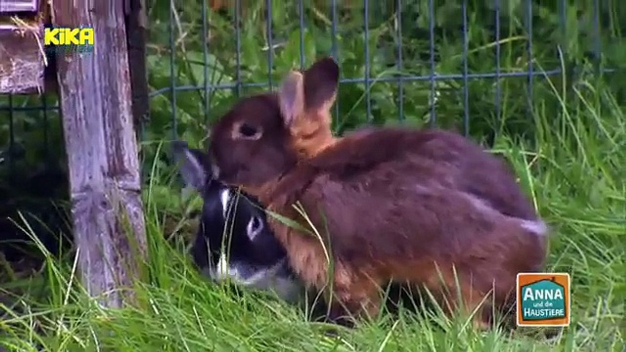 Anna und die haustiere - kaninchen