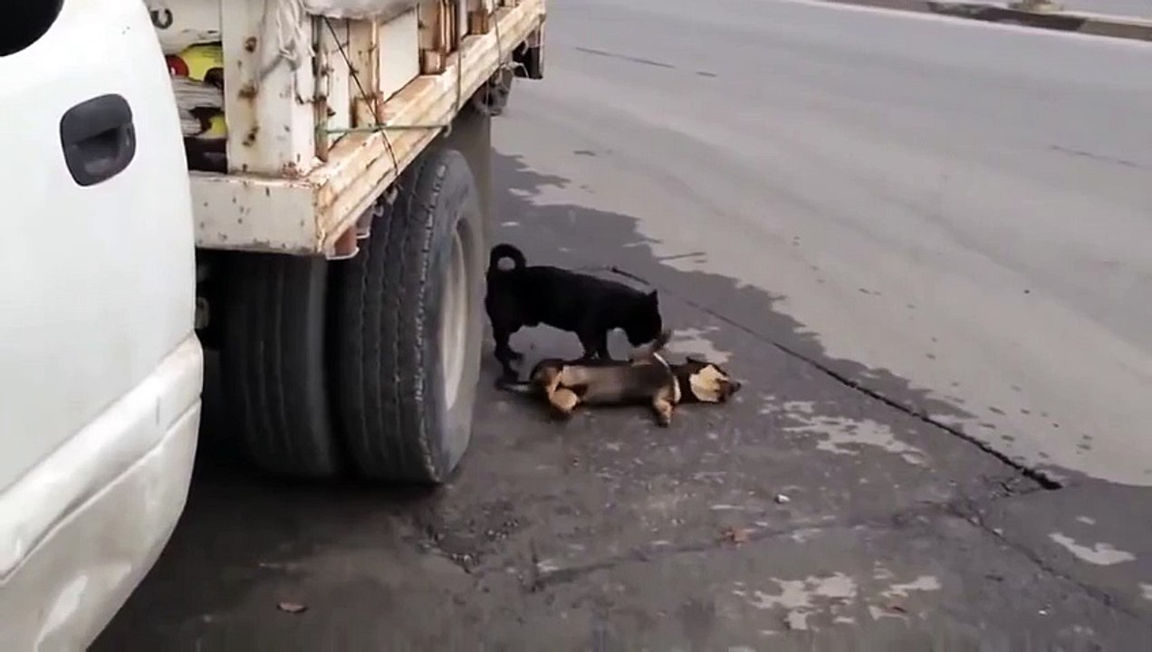 Dog loyalty