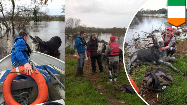 Donkey grins ear-to-ear after being rescued from flood waters