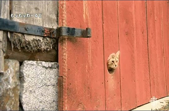 【猫まみれ！面白ネコ】猫好き必見8連発！厳選 動物動画シリーズまとめ 【cat funny,かわいい猫,子猫.ネコ】6