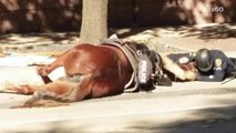 Officer comforts dying patrol horse