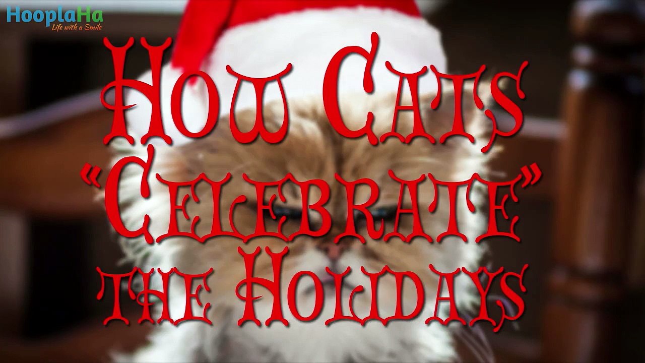 Cats Decorating For The Holidays (Compilation)