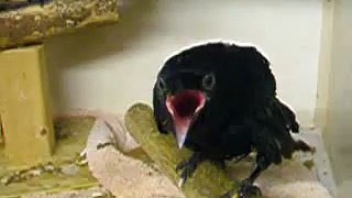 Voici comment transformer un corbeau en une poule