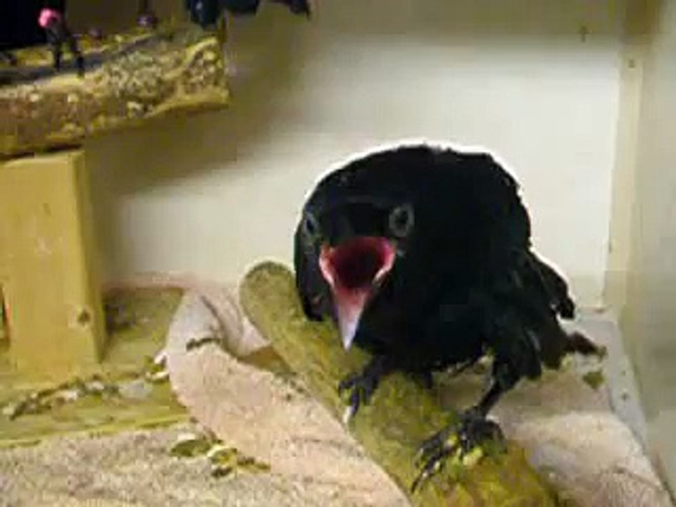 Voici comment transformer un corbeau en une poule