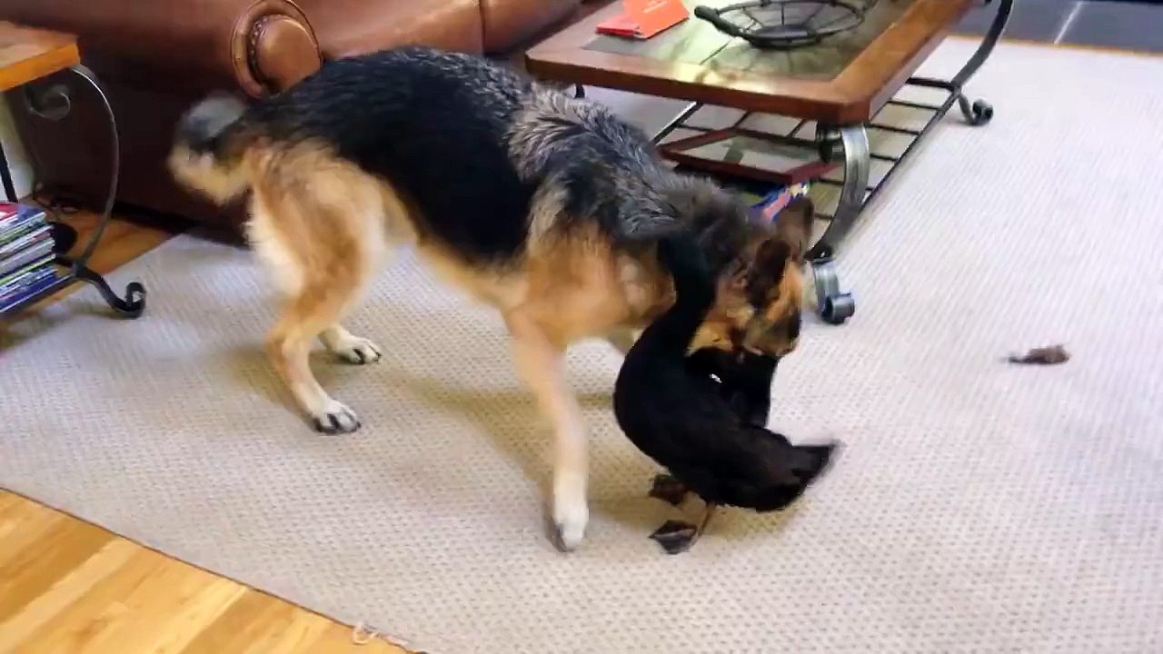 German Shepherd vs Duck