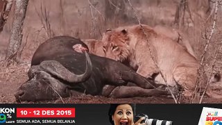 Lion vs Hyena a terrible fight to death NEW